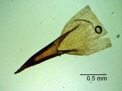 Ptychostomum imbricatulum