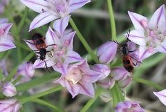 Pelonides quadripunctata