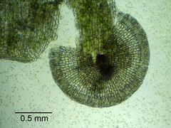 Ptychostomum imbricatulum