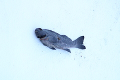 Aplodactylus lophodon