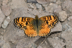 Phyciodes mylitta arizonensis