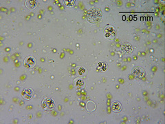 Ptychostomum imbricatulum