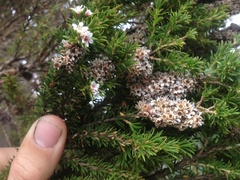 Taxandria juniperina