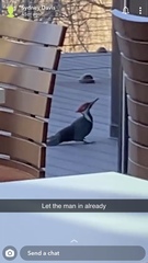 Dryocopus
