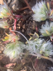 Paronychia ahartii