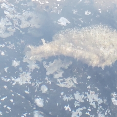 Dolabrifera dolabrifera