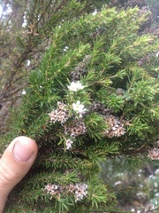 Taxandria juniperina