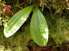 Scoliopus hallii