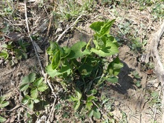Aristolochia pallida
