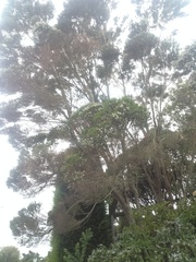 Taxandria juniperina