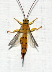 Xanthopimpla