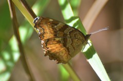 Eurytela dryope