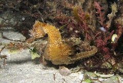 Hippocampus hippocampus