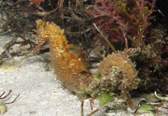 Hippocampus hippocampus