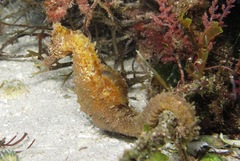 Hippocampus hippocampus