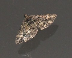 Eucymatoge peplodes