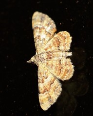 Gymnoscelis lophopus