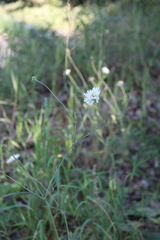 Scabiosa bipinnata