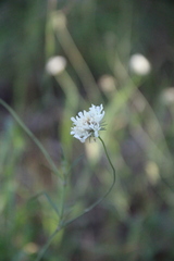 Scabiosa bipinnata