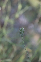 Scabiosa bipinnata