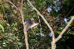 Marmosops incanus
