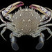 Lady Crab - Photo (c) smithsonian_marinegeo, some rights reserved (CC BY-NC-SA), uploaded by smithsonian_marinegeo