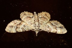 Gymnoscelis lophopus