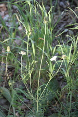 Scabiosa bipinnata