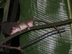 Didelphinae