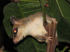 Didelphinae