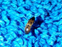 Aeolus mellillus