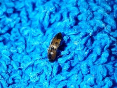 Aeolus mellillus