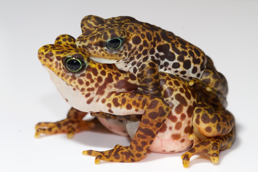 Darien Stubfoot Toad