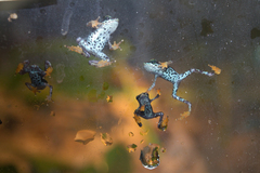 Darien Stubfoot Toad photo 3