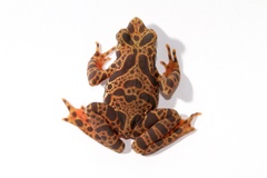 Darien Stubfoot Toad photo 4