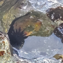 Echinometra oblonga
