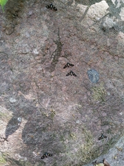 Euchromia schoutedeni