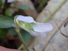 Viola lactea