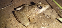 Ptychadena anchietae