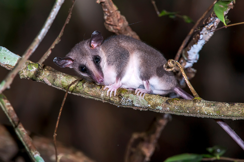 Gray Slender Opossum