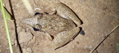 Ptychadena anchietae