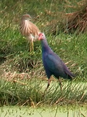 Porphyrio poliocephalus