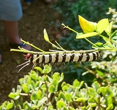 Amphicallia bellatrix