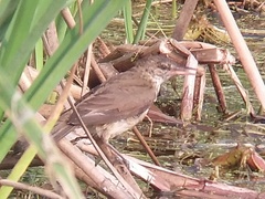 Acrocephalus stentoreus