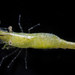 Hump-backed Shrimps - Photo (c) smithsonian_marinegeo, some rights reserved (CC BY-NC-SA), uploaded by smithsonian_marinegeo