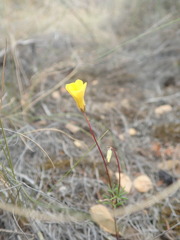 Oxalis capillacea