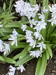 Scilla mischtschenkoana
