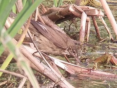 Acrocephalus stentoreus