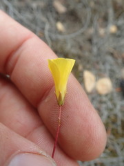 Oxalis capillacea