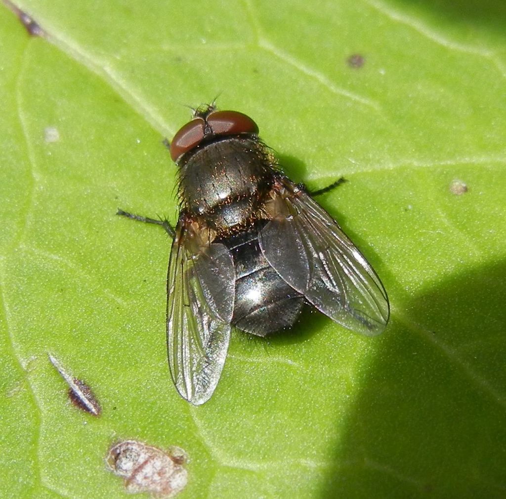 Black-bellied Clusterfly